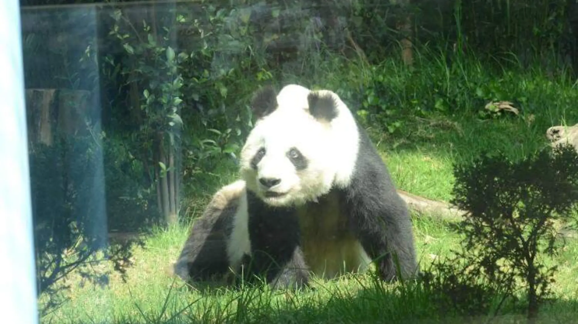 panda zoologico